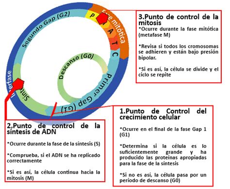 Gráfico De Puntos De Control Del Ciclo Celular