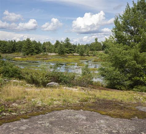 Glacial Bedrock Around Wetlands At Torrance Barrens Muskoka Stock Image