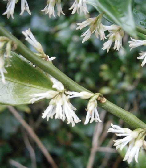 Sarcococca Confusa Riverside Garden Centre
