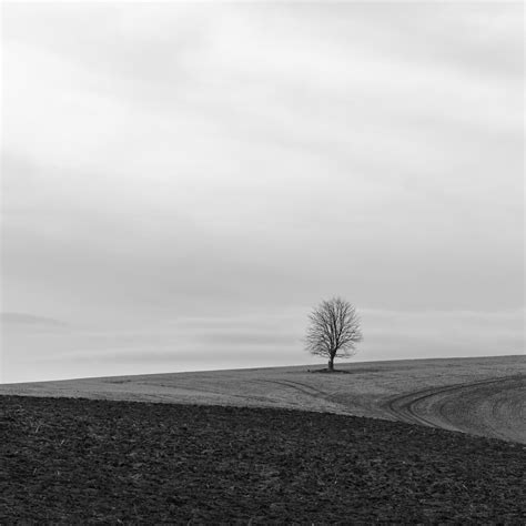 Black And White Landscape Photography Trees