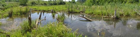 Pennsylvania DEP Releases New Assessment Protocols For Wetlands