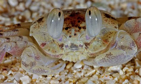 Baby Ghost Crabs