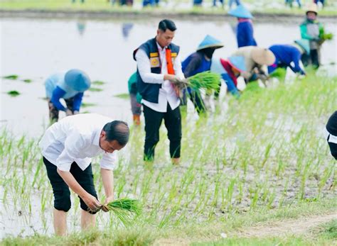 Presiden Tanam Padi Bersama Petani Di Tuban Up Date Id