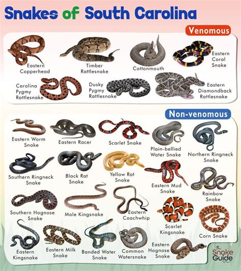 List of Common Venomous and Non-venomous Snakes in South Carolina with ...