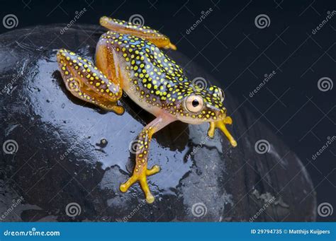 Spotted Frog Heterixalus Alboguttatus Stock Image Image Of Malagasy