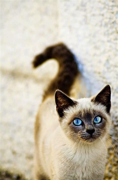 Pet's We Love: Top 10 Friendliest Cat Breeds