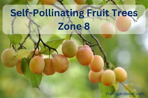 Self Pollinating Fruit Trees Zone 8 Fruits Gardener