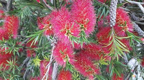 How To Grow Callistemon Citrinus Splendens The Garden Of Eaden