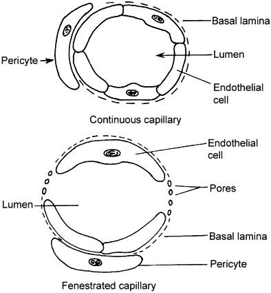 Continuous Capillaries Histology