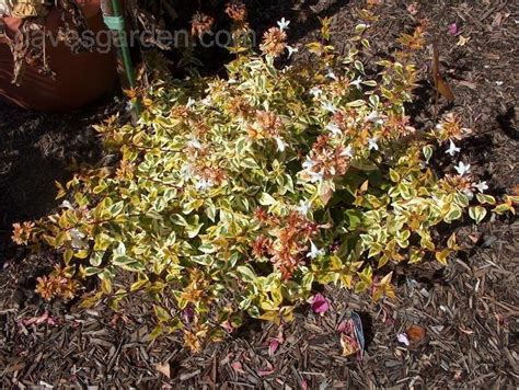 Plantfiles Pictures Glossy Abelia Kaleidoscope Abelia X Grandiflora