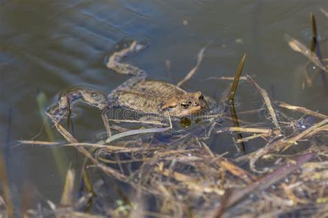 Common Toad Bufo Bufo In Mating Season Frog In Water Stock Image