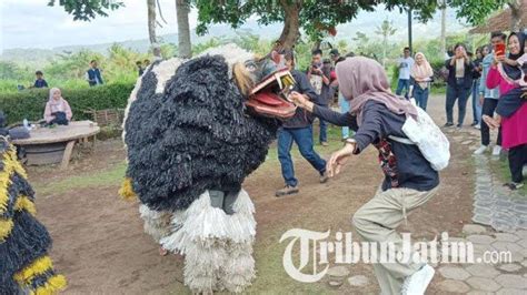 Jelajah Purba Jember Kenalkan Wisata Lereng Argopuro Nikmati Durian