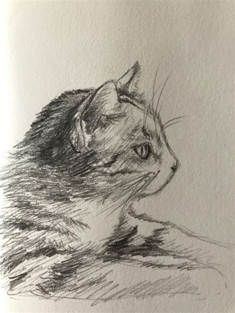 Cat Sketch In 2024 Cats Art Drawing Cool Art Drawings Cat Sketch