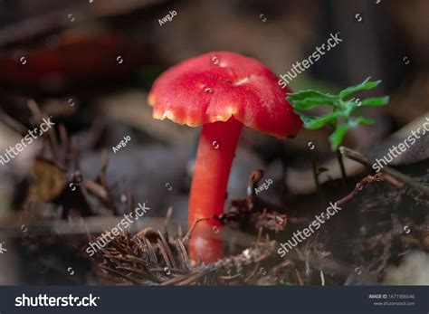 Red Mushroom One Species Poisonous Borneo Stock Photo 1671906646 ...