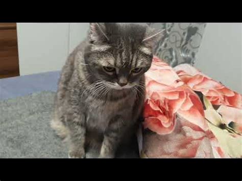 кот-бегемот - YouTube