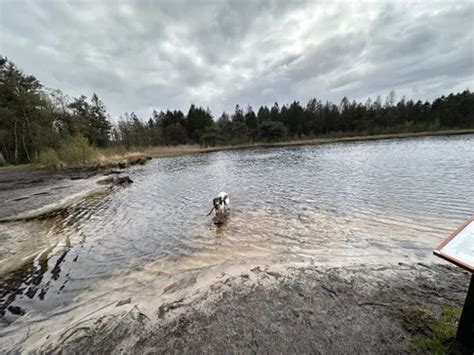 Best Forest Trails In Leekstermeergebied Alltrails