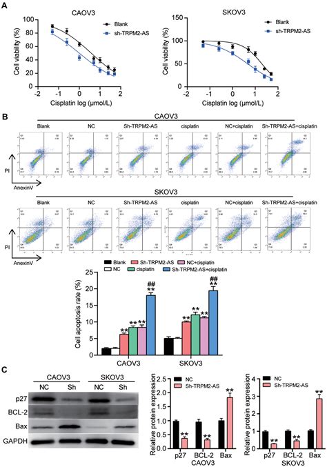 Lncrna Trpm2 As Promotes Ovarian Cancer Progression And Cisplatin