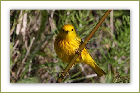 Les Messagers De La Nature Les Messagers De La Nature Nous Flickr