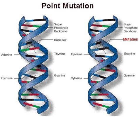 Mutations What Are Mutations And Its Types Basic Notes