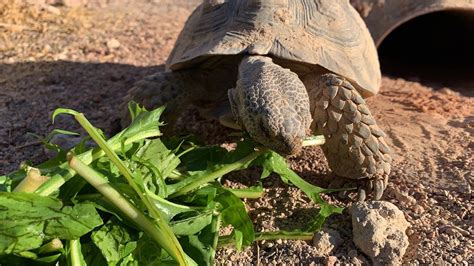 Desert Tortoise Facts Adopting A Desert Tortoise In Nevada — Video