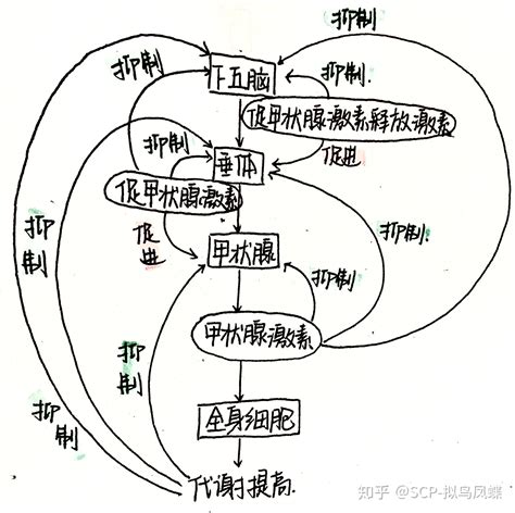 【高中生物】 稳态与平衡·内环境稳态调节 知识点总结（上） 知乎