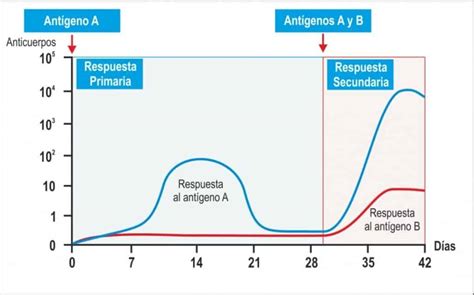 Respuesta Inmunitaria Fases Paradigmia