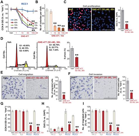 Pi K Akt Mtor Inhibition By Gne Inhibits Renal Cell Carcinoma Cell