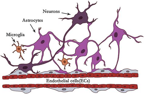 Frontiers Interaction Of Microglia And Astrocytes In The