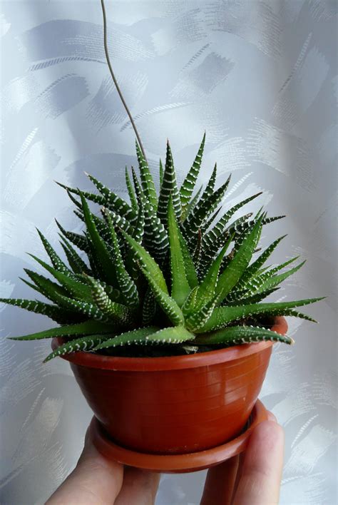 Хавортия полосатая (90 фото) - фото - картинки и рисунки: скачать бесплатно