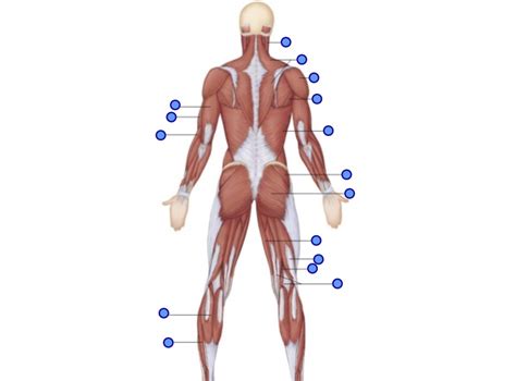 Anatomy Lab Practical Posterior View Of Superficial Muscles Diagram