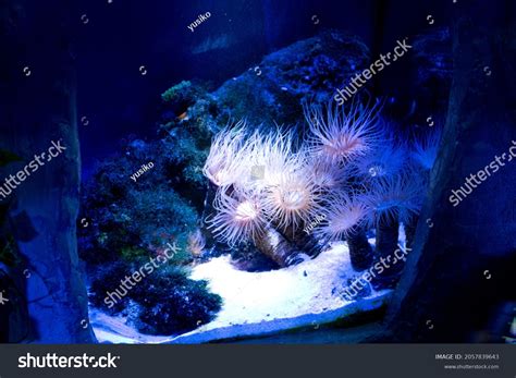 Underwater World Seaweed Sea Ocean Stock Photo 2057839643 | Shutterstock