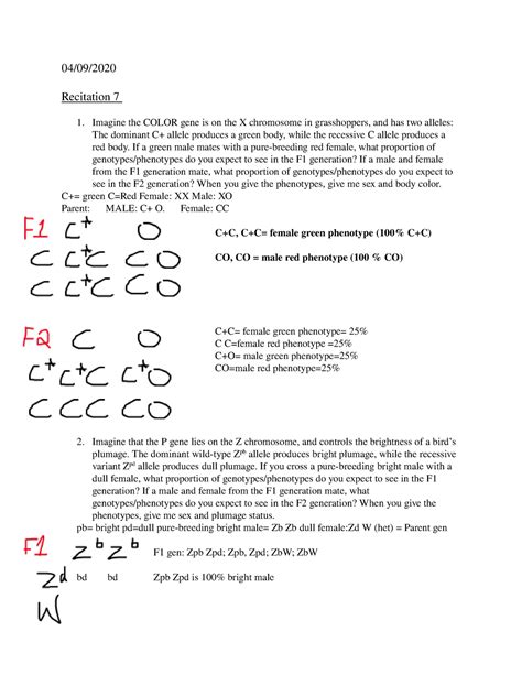 Recitation 7 Sex Linked Genotypephenotype 0409 Recitation 7 Imagine The Color Gene Is On