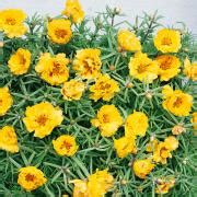 Drought Tolerant Moss Rose Yellow Portulaca Ground Cover Plant Seeds