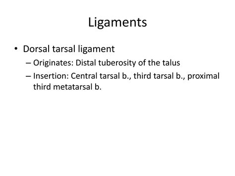 Tarsal Anatomy Of The Horse Ppt