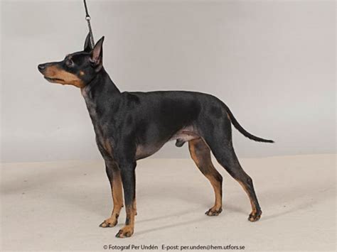 English Toy Terrierblack Tan Side View Photo And Wallpaper Beautiful