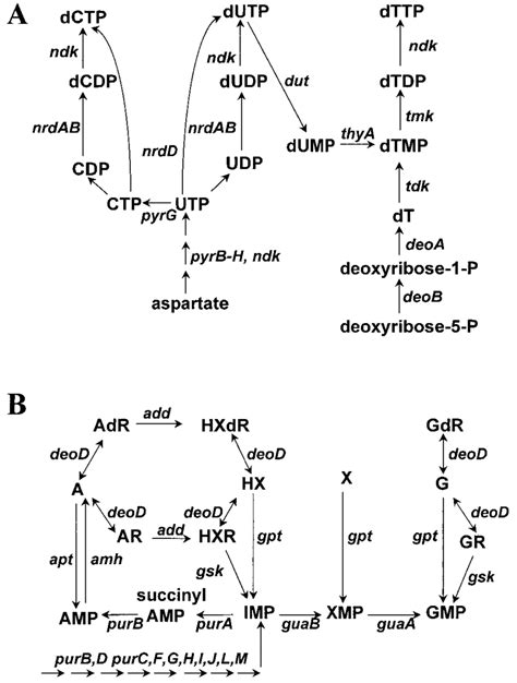 Purine Salvage Pathway