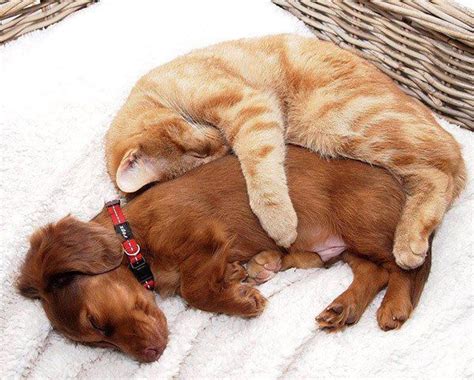 Cuddle Buddies Pets Cute Animals Animals Friendship