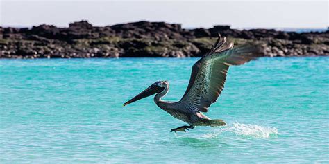 San Cristóbal Island Galápagos Ecuador Things To Do Animals