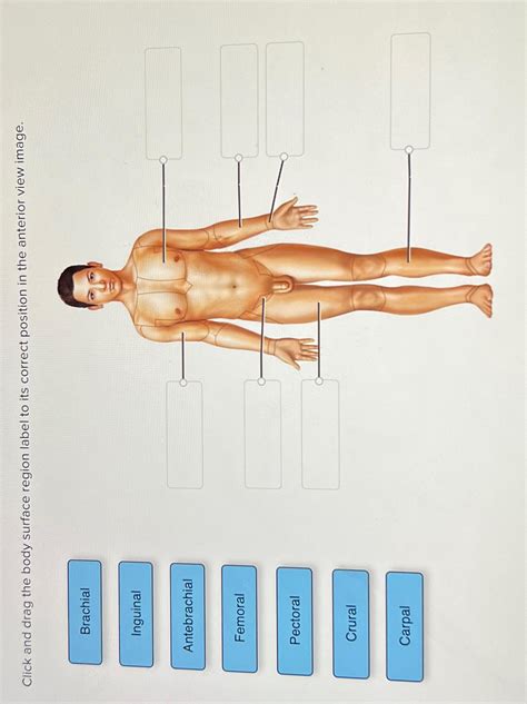 Solved Click And Drag The Body Surface Region Label To Its Chegg