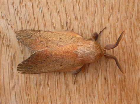 Entometa Apicalis Entometa Apicalis Walker 1855 Female Flickr