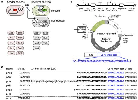 Frontiers Engineered Orthogonal Quorum Sensing Systems For Synthetic