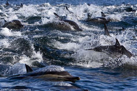 Spectacular Images Reveal The Mass Migration Of Animals Across The