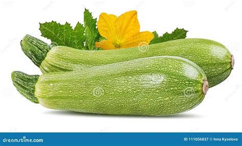 Fresh Vegetable Marrow On White Stock Image Image Of Squash Vegan