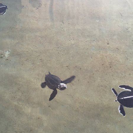 Turtle Hatchery Hikkaduwa - All You Need to Know Before You Go ...