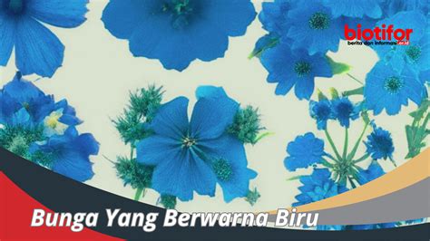 Jenis Bunga Yang Berwarna Biru Keindahan Memikat Hati