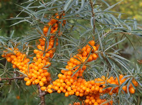 Sea Buckthorn Health Benefits Hedges Direct Blog