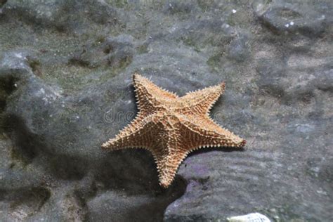 Starfish Or Sea Star Trapped In A Rock Pool Stock Image Image Of