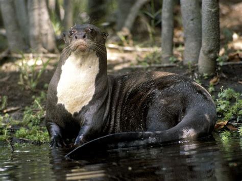 Giant Otter Facts, Habitat, Diet, Life Cycle, Baby, Pictures