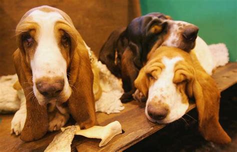 Los Perros Con Orejas Ca Das Tienen Una Audici N Menos Pronunciada