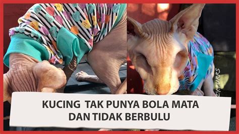 Viral Kucing Tak Punya Bola Mata Dan Tidak Berbulu Video Dailymotion